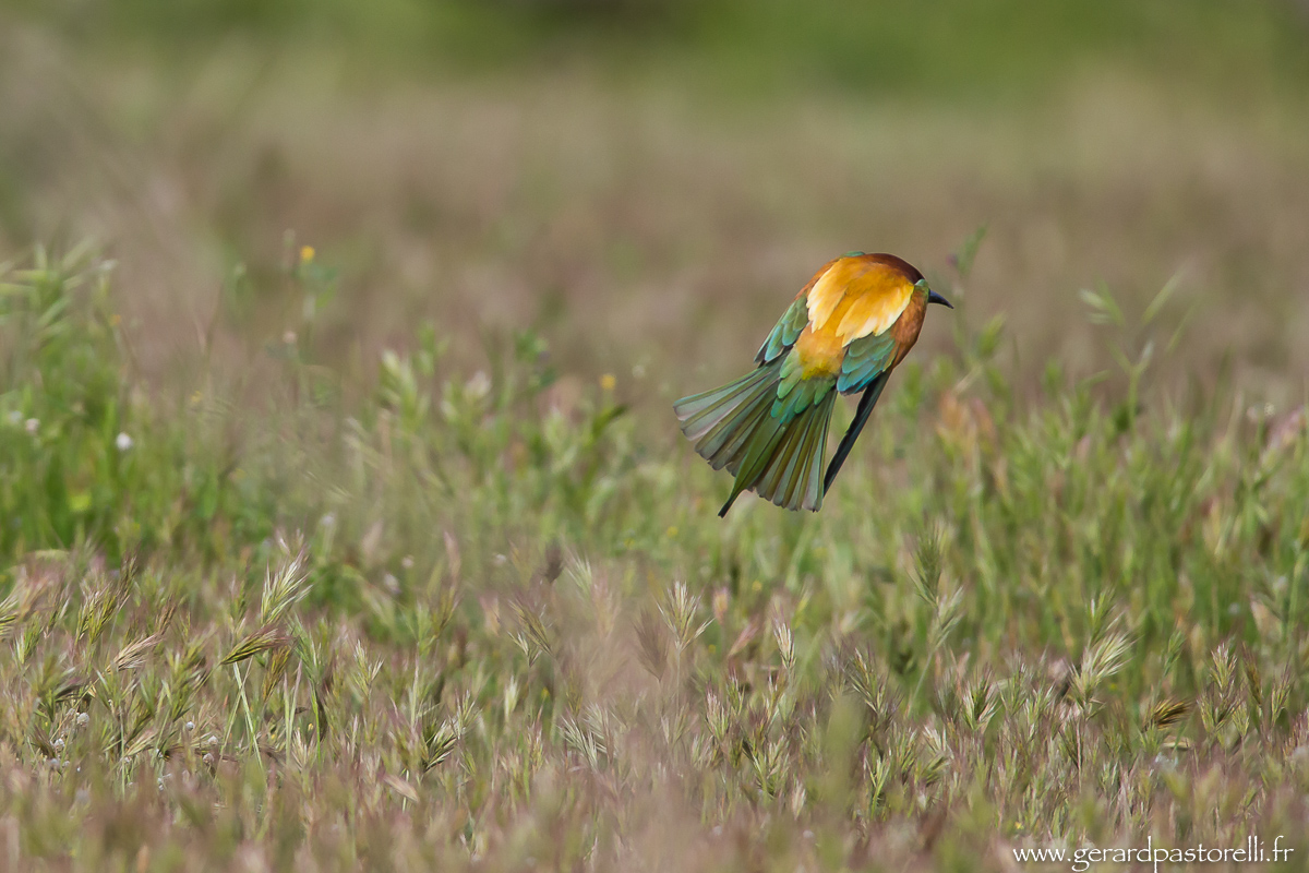 Bee eater 90